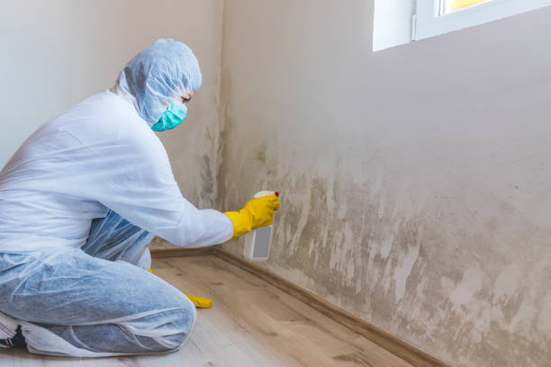 Licensed Mold Testing service in McHenry, MD - WQB Mold Removal