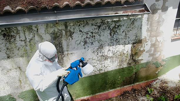 Top rated local Mold Testing specialists in McHenry, MD